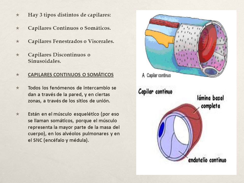 Hay 3 tipos distintos de capilares: