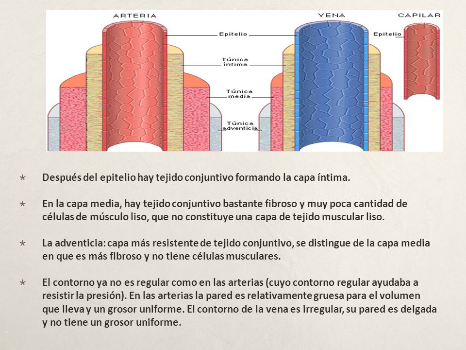 Después del epitelio hay tejido conjuntivo formando la capa íntima.