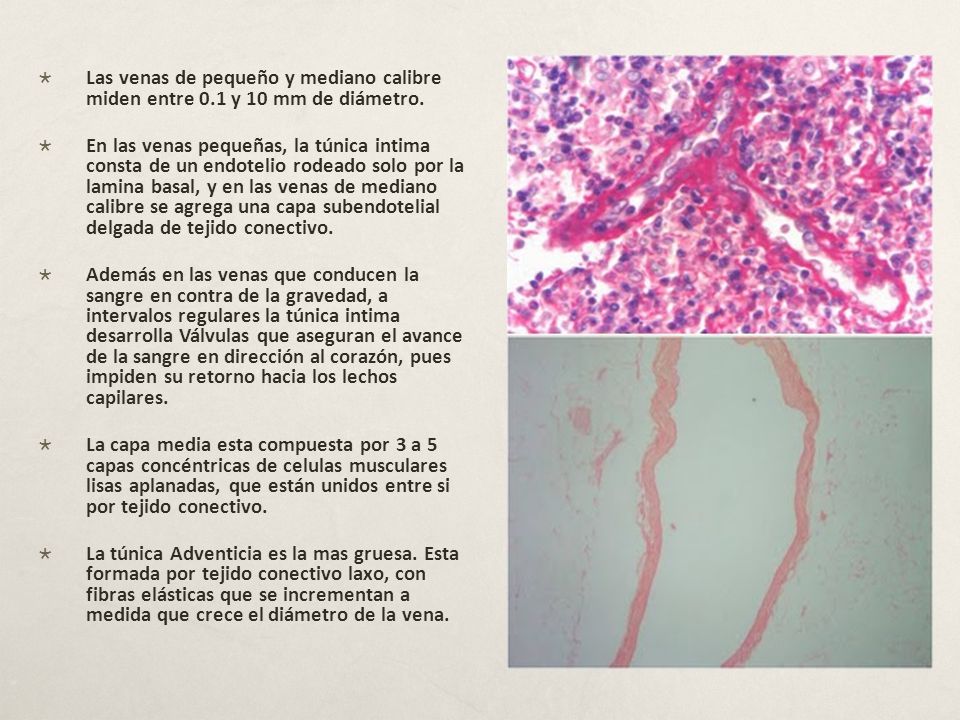 Las venas de pequeño y mediano calibre miden entre 0