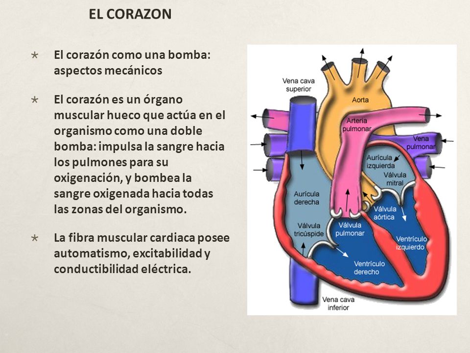 EL CORAZON El corazón como una bomba: aspectos mecánicos