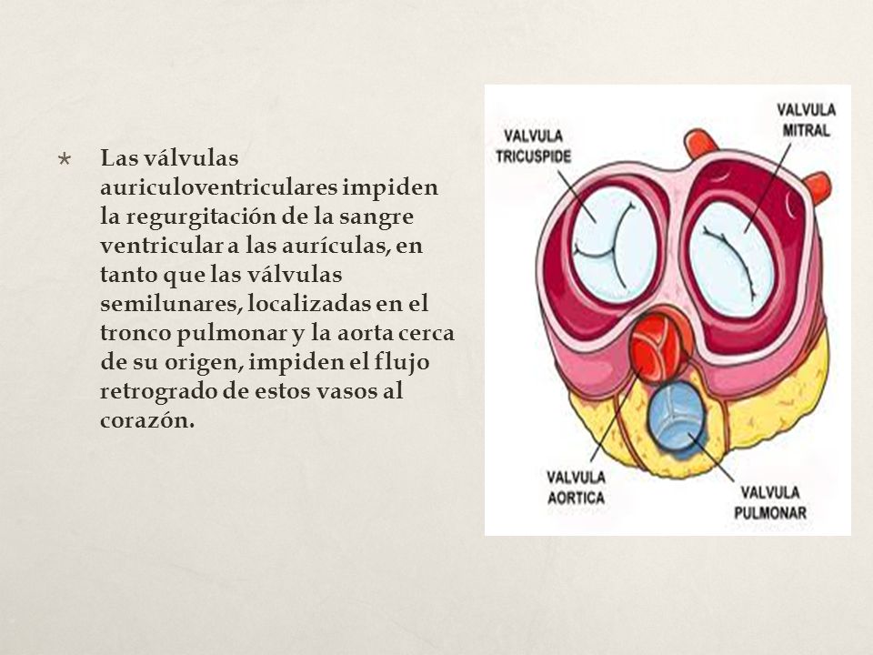 Las válvulas auriculoventriculares impiden la regurgitación de la sangre ventricular a las aurículas, en tanto que las válvulas semilunares, localizadas en el tronco pulmonar y la aorta cerca de su origen, impiden el flujo retrogrado de estos vasos al corazón.
