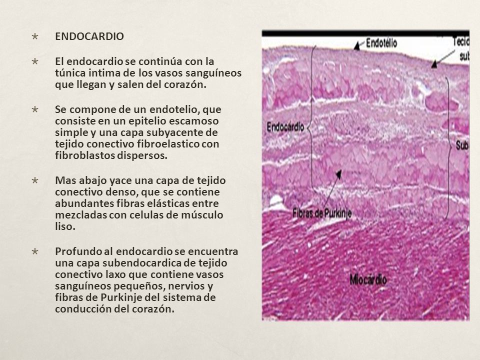 ENDOCARDIO El endocardio se continúa con la túnica intima de los vasos sanguíneos que llegan y salen del corazón.