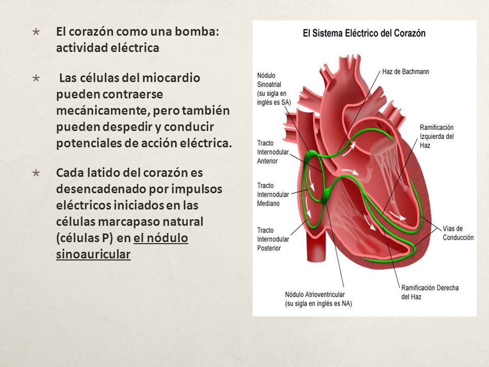 El corazón como una bomba: actividad eléctrica