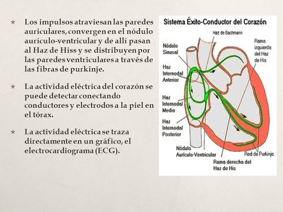 Los impulsos atraviesan las paredes auriculares, convergen en el nódulo aurículo-ventricular y de allí pasan al Haz de Hiss y se distribuyen por las paredes ventriculares a través de las fibras de purkinje.