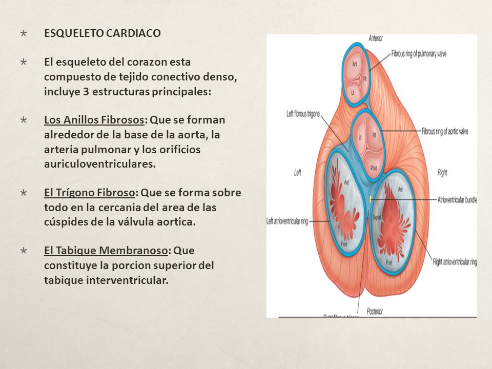 ESQUELETO CARDIACO El esqueleto del corazon esta compuesto de tejido conectivo denso, incluye 3 estructuras principales: