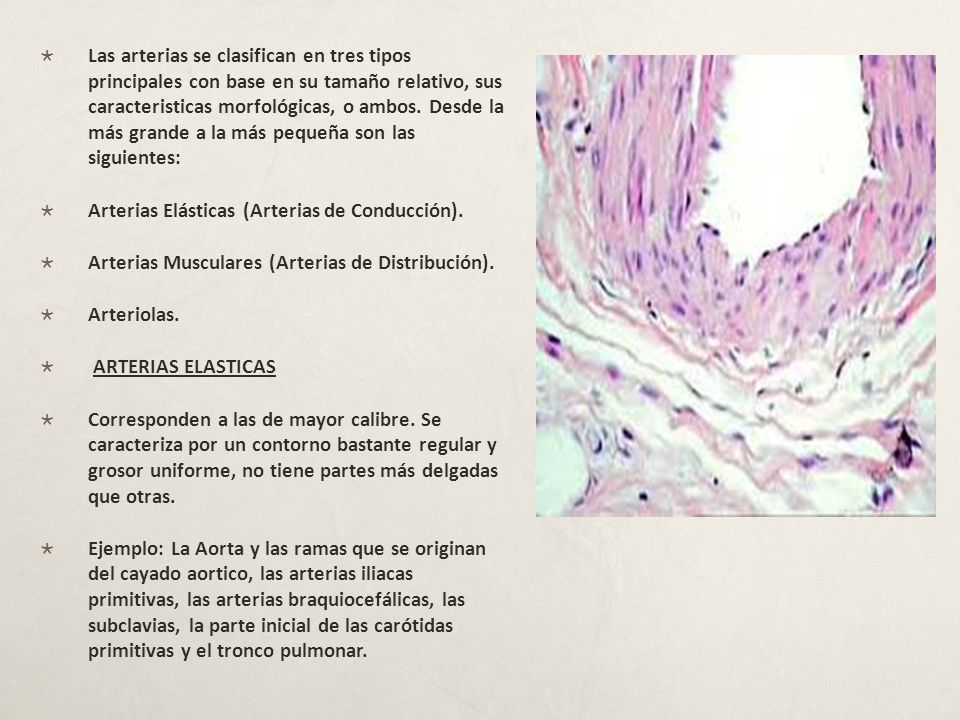Las arterias se clasifican en tres tipos principales con base en su tamaño relativo, sus caracteristicas morfológicas, o ambos. Desde la más grande a la más pequeña son las siguientes: