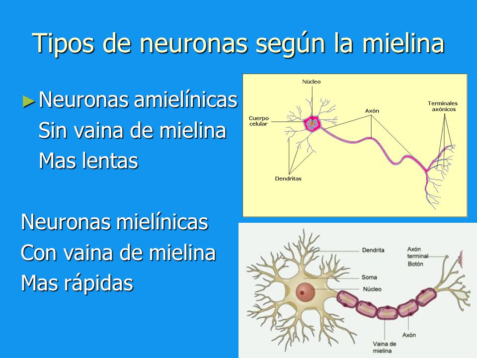 Tipos de neuronas según la mielina