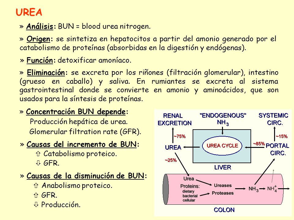 UREA » Análisis: BUN = blood urea nitrogen.