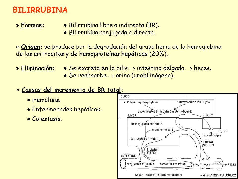 BILIRRUBINA » Formas: ● Bilirrubina libre o indirecta (BR).