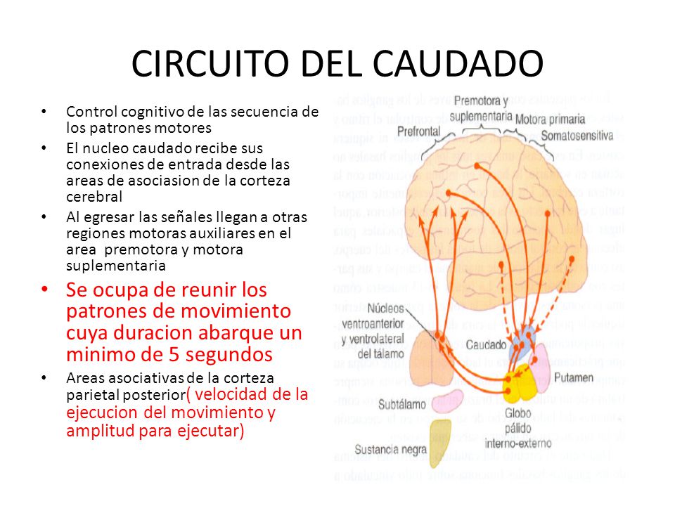 CIRCUITO DEL CAUDADO Control cognitivo de las secuencia de los patrones motores.