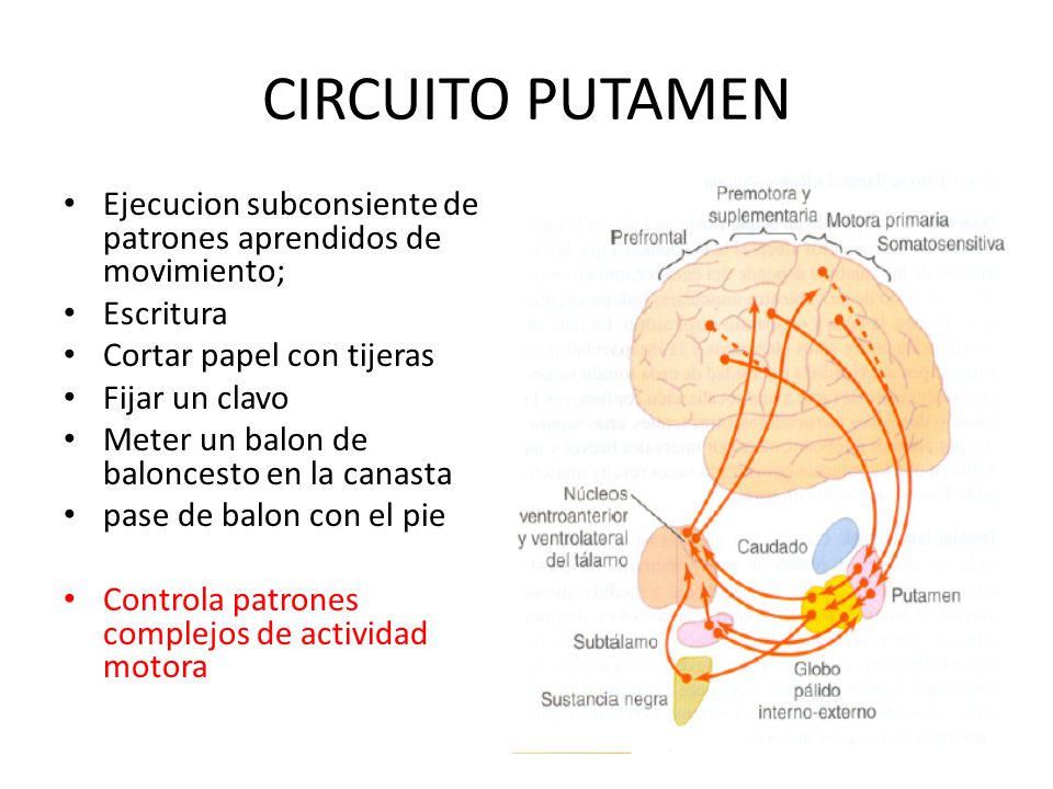 CIRCUITO PUTAMEN Ejecucion subconsiente de patrones aprendidos de movimiento; Escritura. Cortar papel con tijeras.