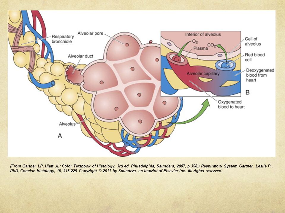 A, Respiratory bronchiole, alveolar duct, alveolar sac, and alveoli