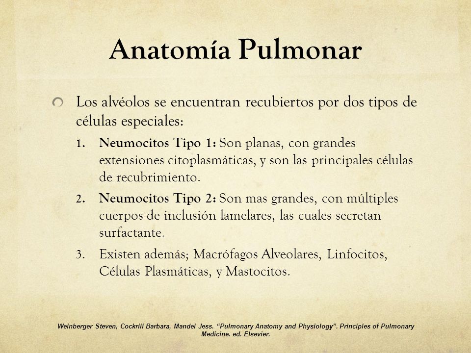 Anatomía Pulmonar Los alvéolos se encuentran recubiertos por dos tipos de células especiales: