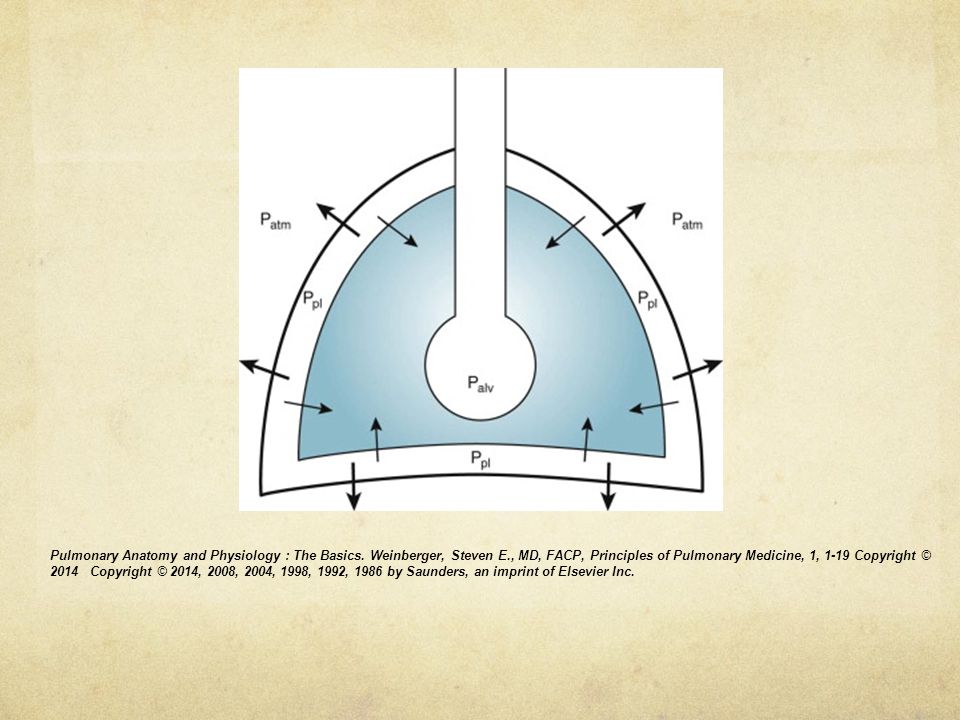 Simplified diagram showing pressures on both sides of chest wall (heavy line) and lung (shaded area) . Thin arrows show direction of elastic recoil of lung (at resting end-expiratory position). Thick arrows show direction of elastic recoil of chest wall. Palv = Alveolar pressure; Patm = atmospheric pressure; Ppl = pleural pressure.