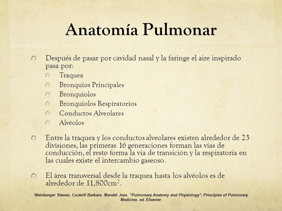 Anatomía Pulmonar Después de pasar por cavidad nasal y la faringe el aire inspirado pasa por: Traquea.