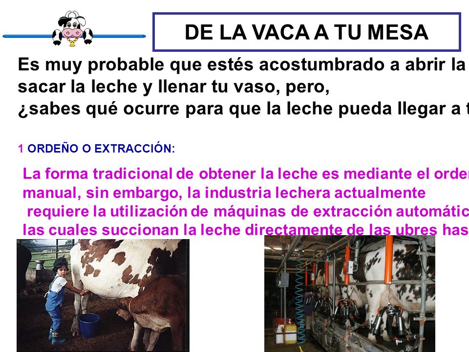 DE LA VACA A TU MESA Es muy probable que estés acostumbrado a abrir la nevera, sacar la leche y llenar tu vaso, pero,