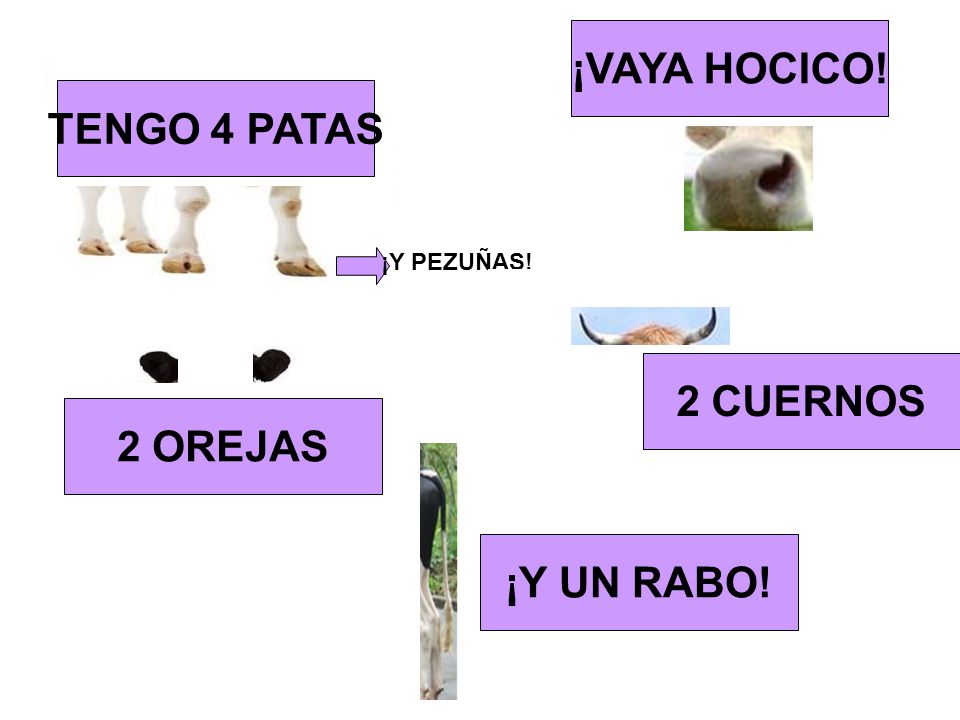 ¡VAYA HOCICO! TENGO 4 PATAS 2 CUERNOS 2 OREJAS ¡Y UN RABO!