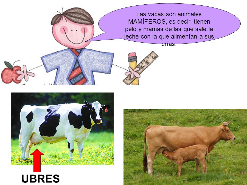 Las vacas son animales MAMÍFEROS, es decir, tienen pelo y mamas de las que sale la leche con la que alimentan a sus crías.
