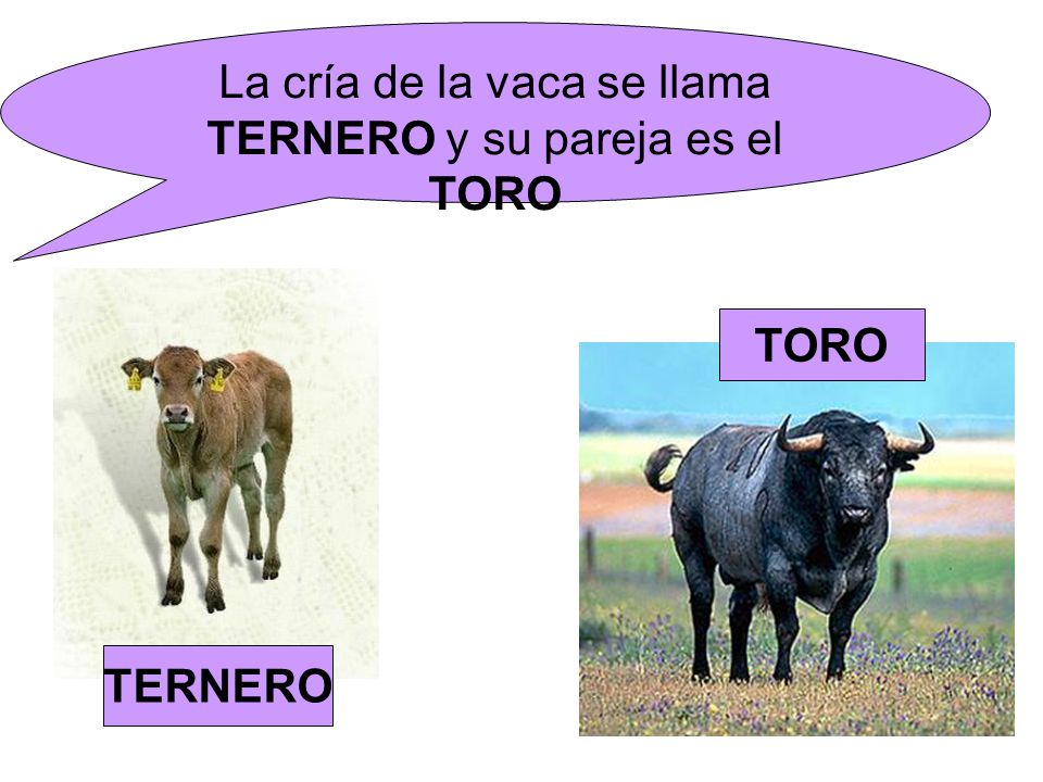 La cría de la vaca se llama TERNERO y su pareja es el TORO