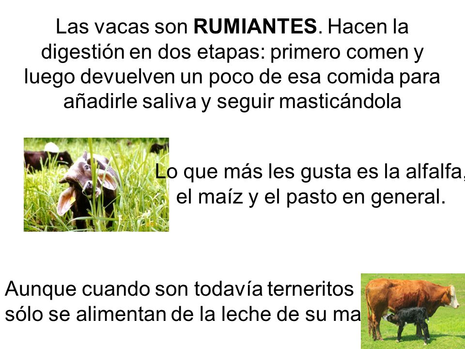 Lo que más les gusta es la alfalfa, el maíz y el pasto en general.