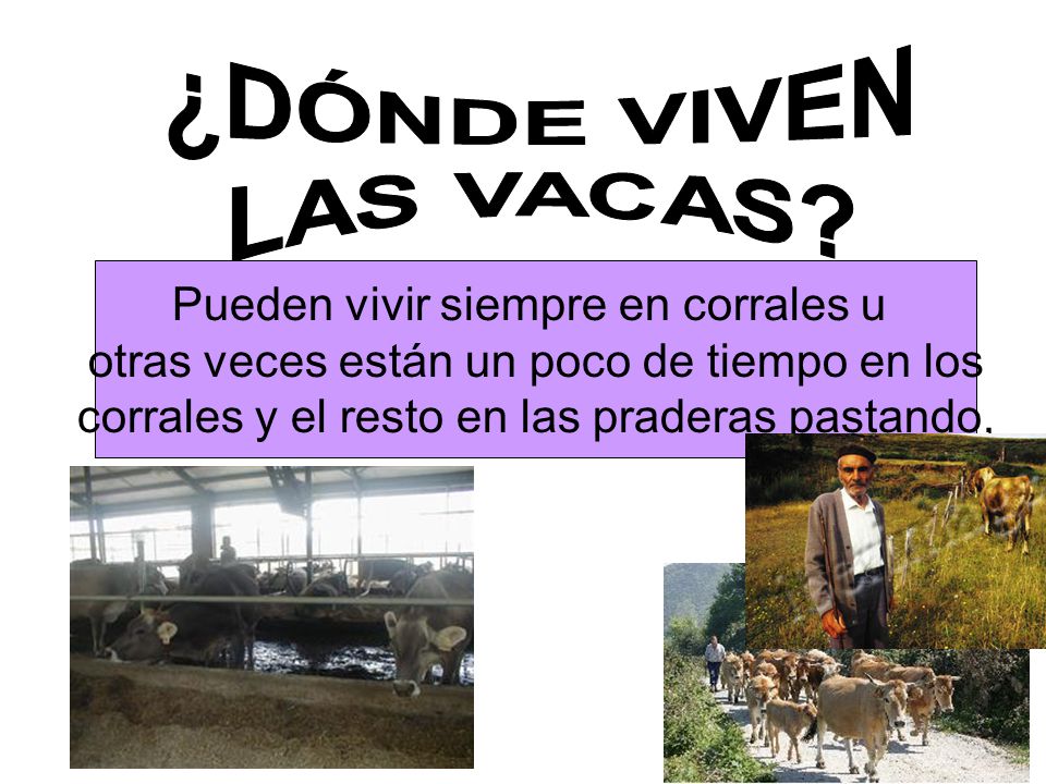 ¿DÓNDE VIVEN LAS VACAS Pueden vivir siempre en corrales u