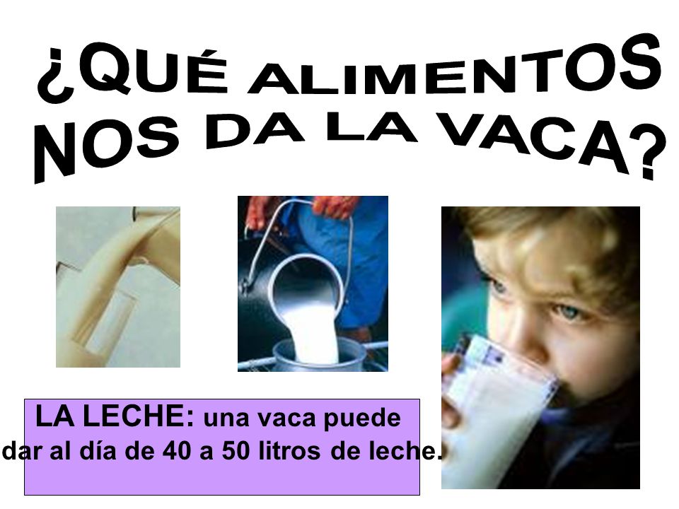 LA LECHE: una vaca puede dar al día de 40 a 50 litros de leche.
