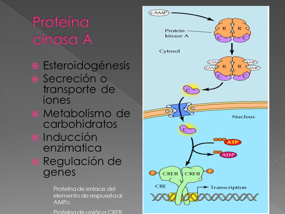 Proteína cinasa A Esteroidogénesis Secreción o transporte de iones