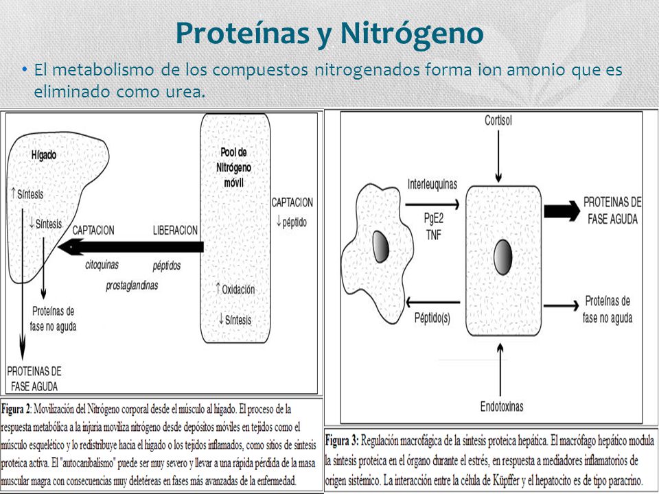 Proteínas y Nitrógeno El metabolismo de los compuestos nitrogenados forma ion amonio que es eliminado como urea.