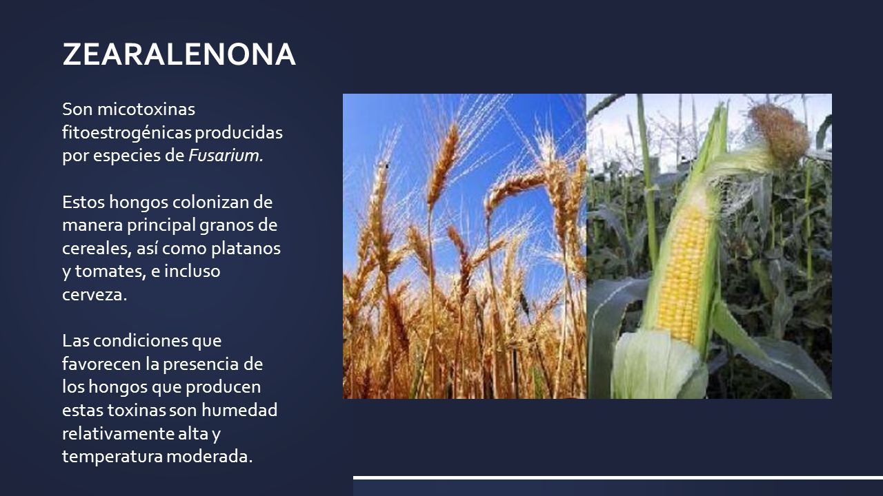 ZEARALENONA Son micotoxinas fitoestrogénicas producidas por especies de Fusarium.