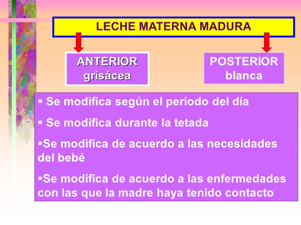 LECHE MATERNA MADURA Se modifica según el período del día. Se modifica durante la tetada. Se modifica de acuerdo a las necesidades del bebé.