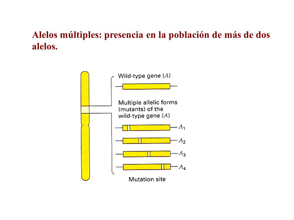 Alelos múltiples: presencia en la población de más de dos