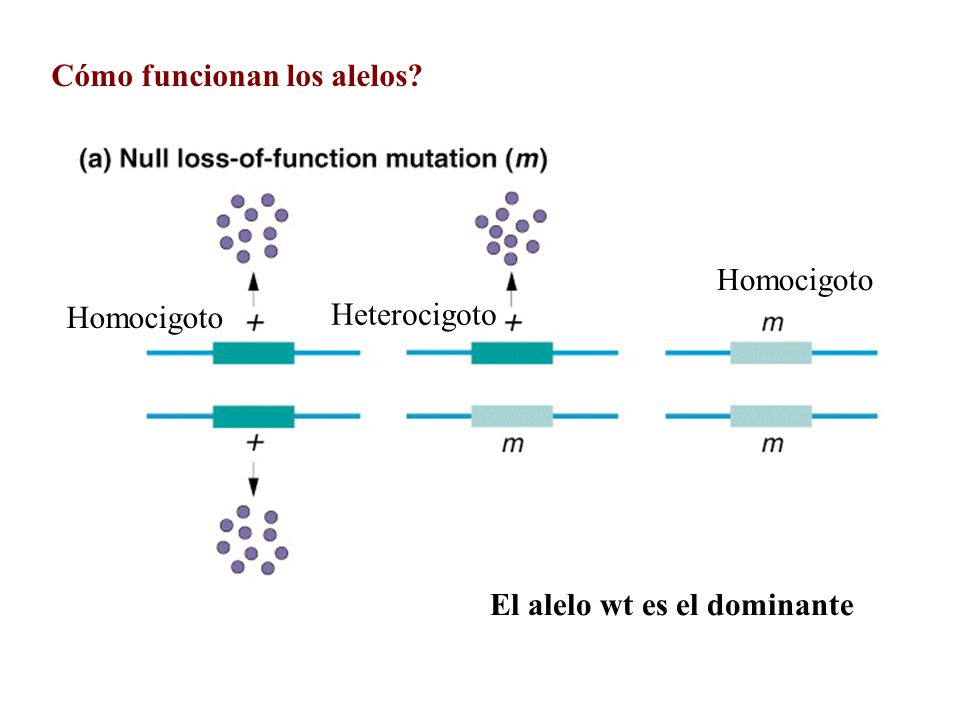 Cómo funcionan los alelos
