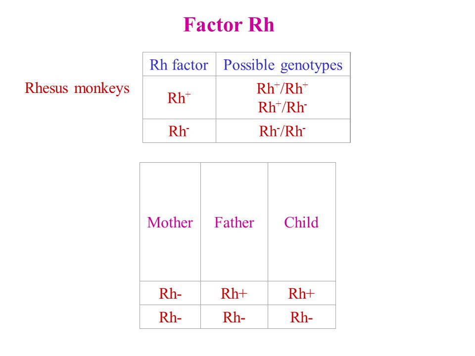 Factor Rh Rh factor Possible genotypes Rh+ Rh+/Rh+ Rh+/Rh- Rh- Rh-/Rh-