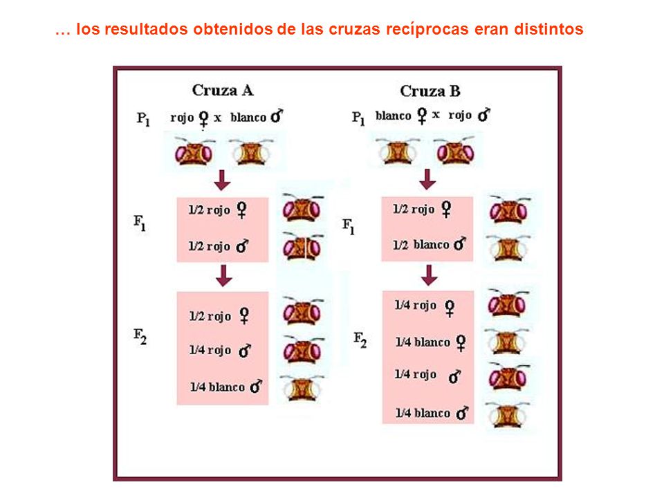 … los resultados obtenidos de las cruzas recíprocas eran distintos