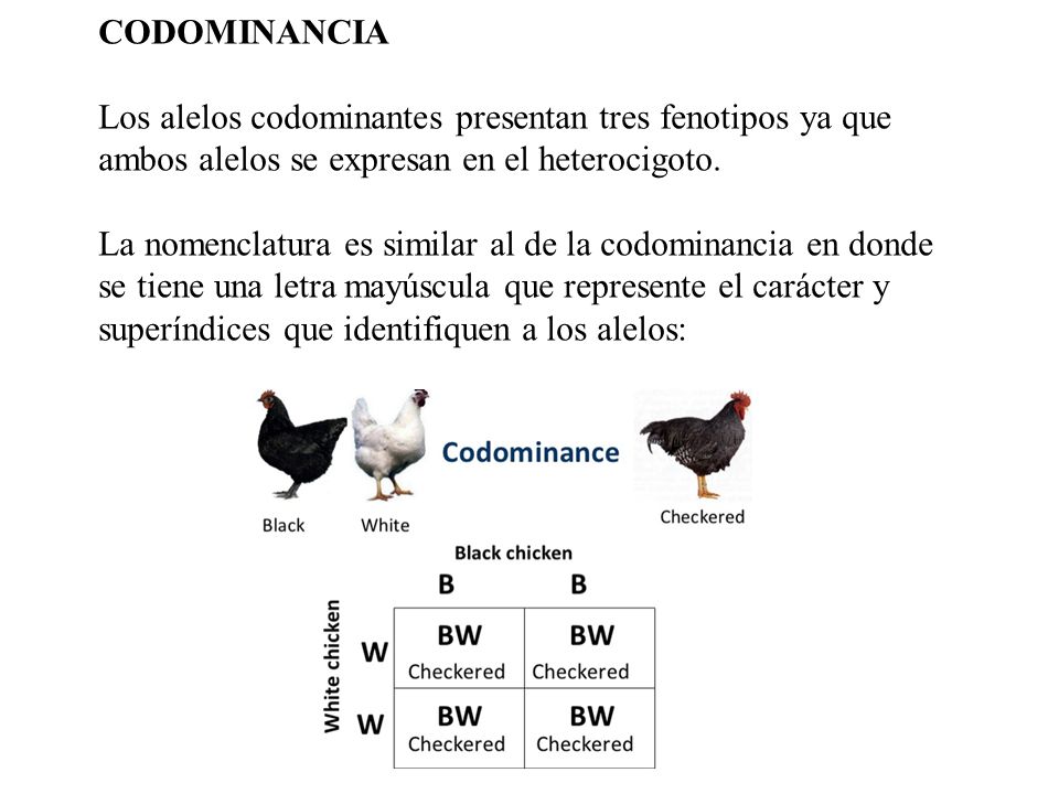 CODOMINANCIA Los alelos codominantes presentan tres fenotipos ya que. ambos alelos se expresan en el heterocigoto.