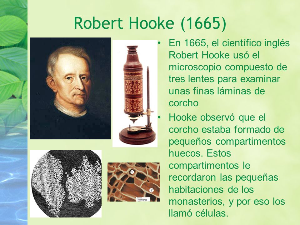 Robert Hooke (1665) En 1665, el científico inglés Robert Hooke usó el microscopio compuesto de tres lentes para examinar unas finas láminas de corcho.