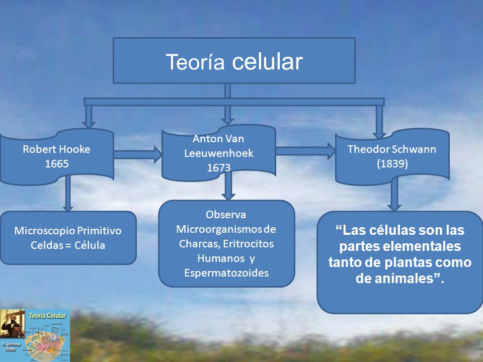 Microscopio Primitivo