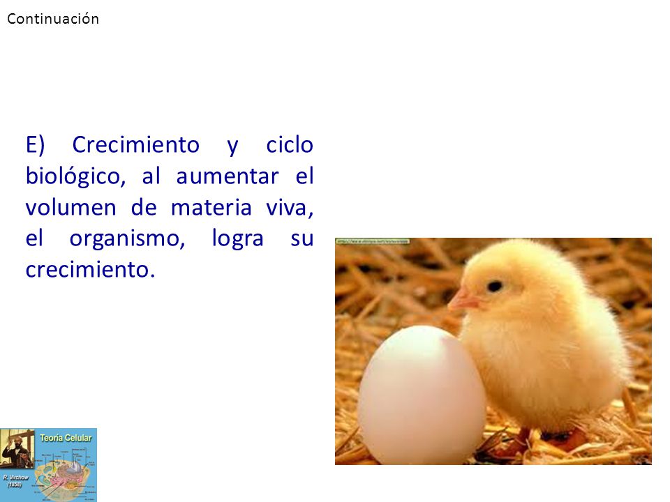 Continuación E) Crecimiento y ciclo biológico, al aumentar el volumen de materia viva, el organismo, logra su crecimiento.
