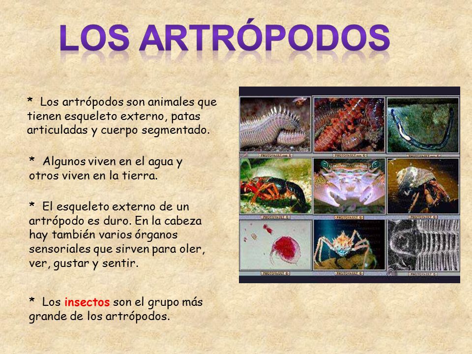 Los artrópodos * Los artrópodos son animales que tienen esqueleto externo, patas articuladas y cuerpo segmentado.
