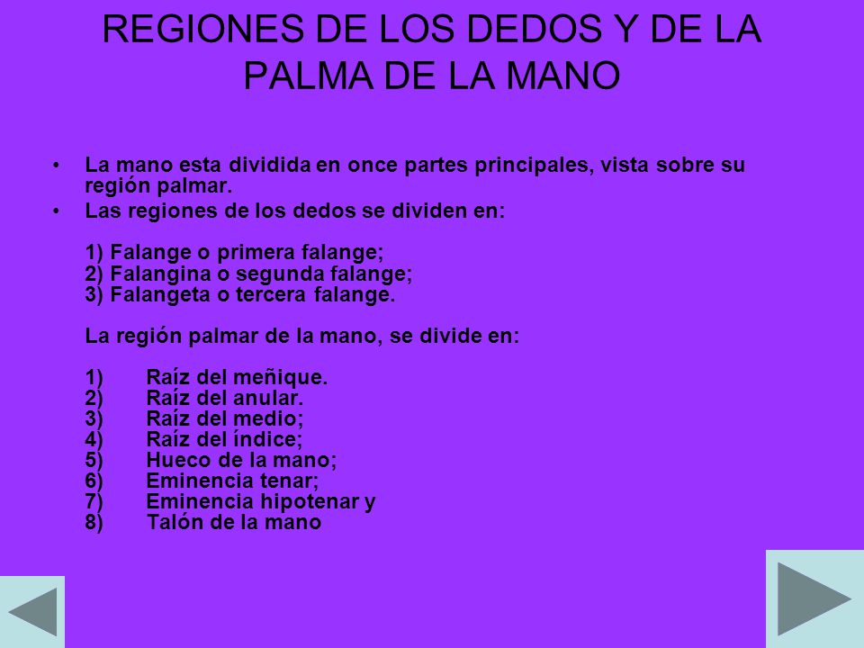 REGIONES DE LOS DEDOS Y DE LA PALMA DE LA MANO