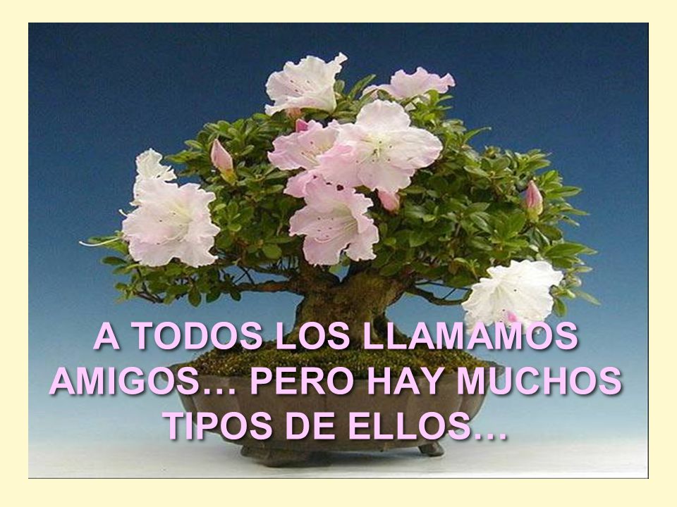 A TODOS LOS LLAMAMOS AMIGOS… PERO HAY MUCHOS TIPOS DE ELLOS…
