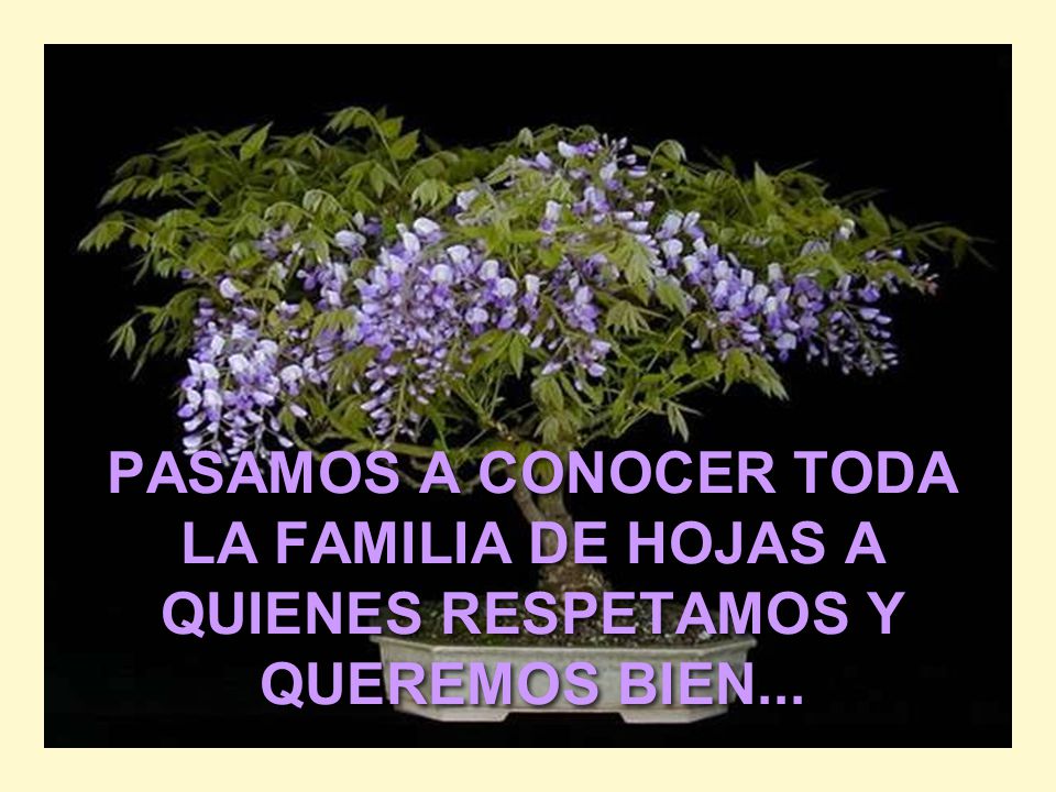 PASAMOS A CONOCER TODA LA FAMILIA DE HOJAS A QUIENES RESPETAMOS Y QUEREMOS BIEN...