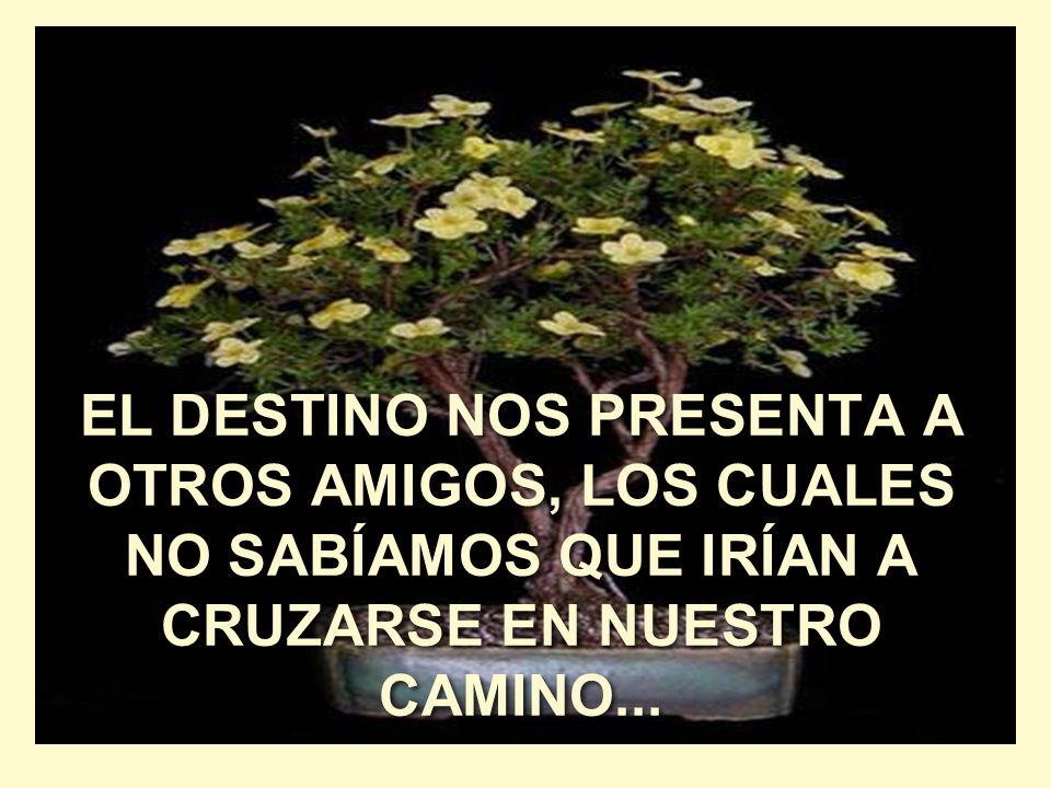 EL DESTINO NOS PRESENTA A OTROS AMIGOS, LOS CUALES NO SABÍAMOS QUE IRÍAN A CRUZARSE EN NUESTRO CAMINO...
