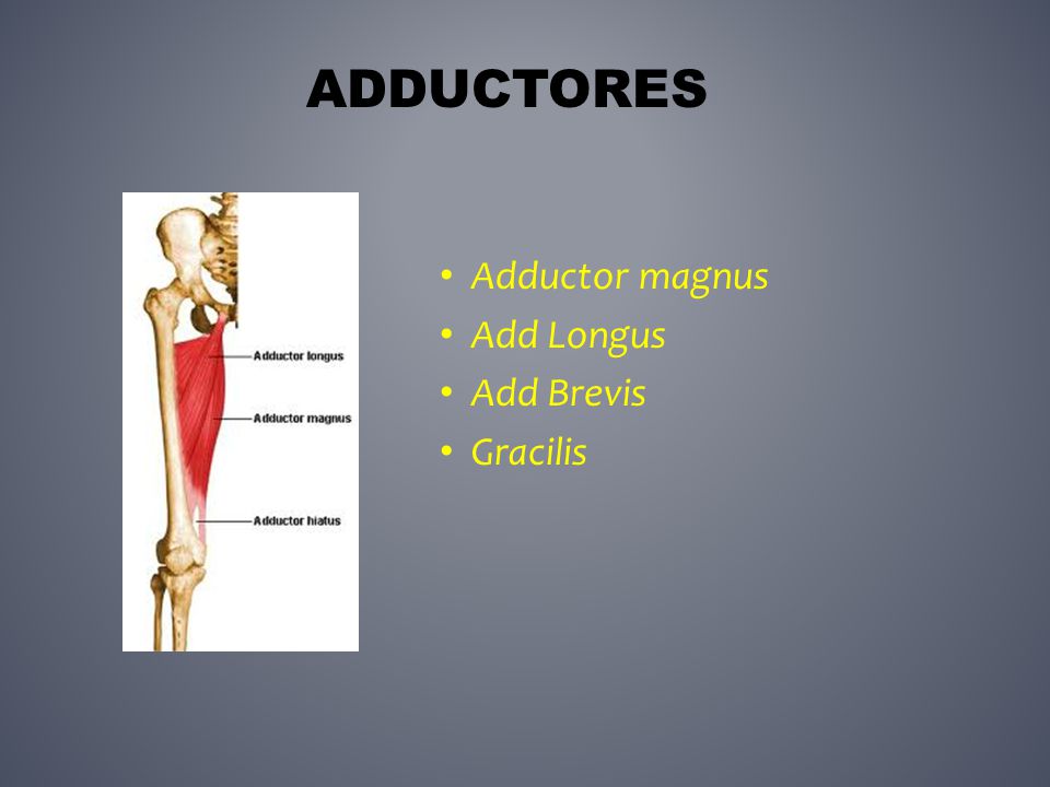 Adductores Adductor magnus Add Longus Add Brevis Gracilis