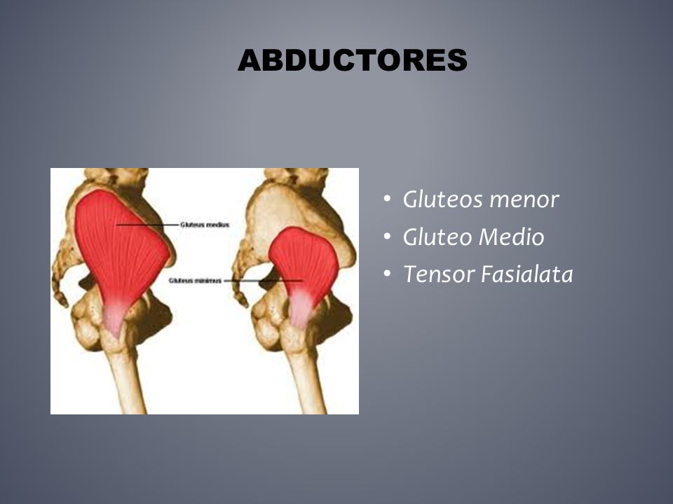 ABDuctores Gluteos menor Gluteo Medio Tensor Fasialata