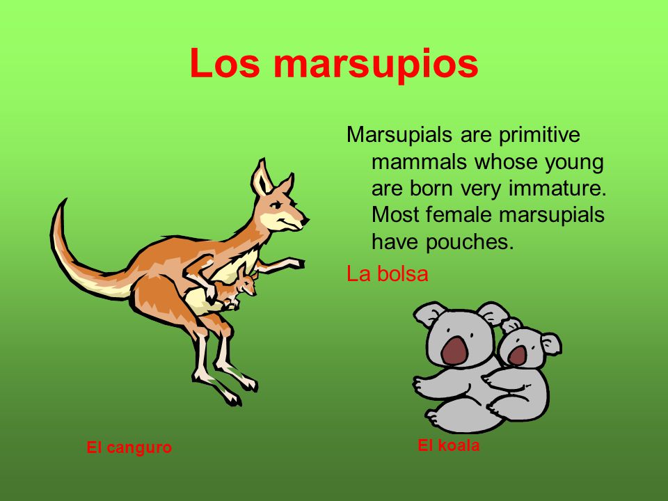 Los marsupios Marsupials are primitive mammals whose young are born very immature. Most female marsupials have pouches. La bolsa