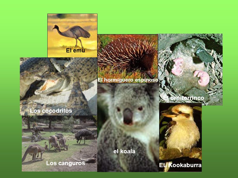 El emu El ornitorrinco Los cocodrilos Koala el koala Los canguros