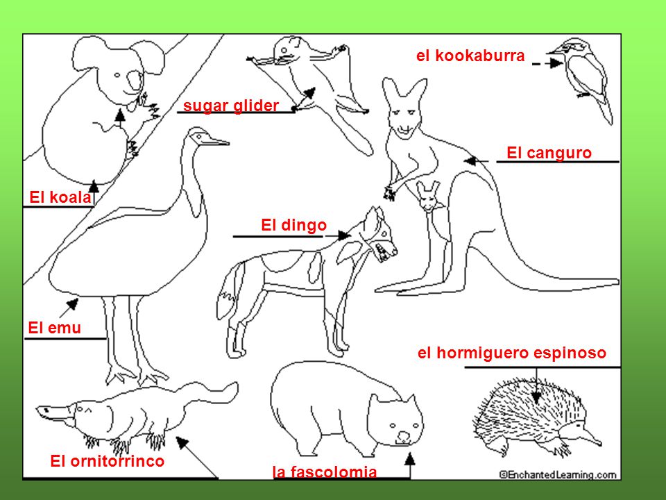 el kookaburra sugar glider. El canguro. El koala. El dingo. El emu. el hormiguero espinoso. El ornitorrinco.