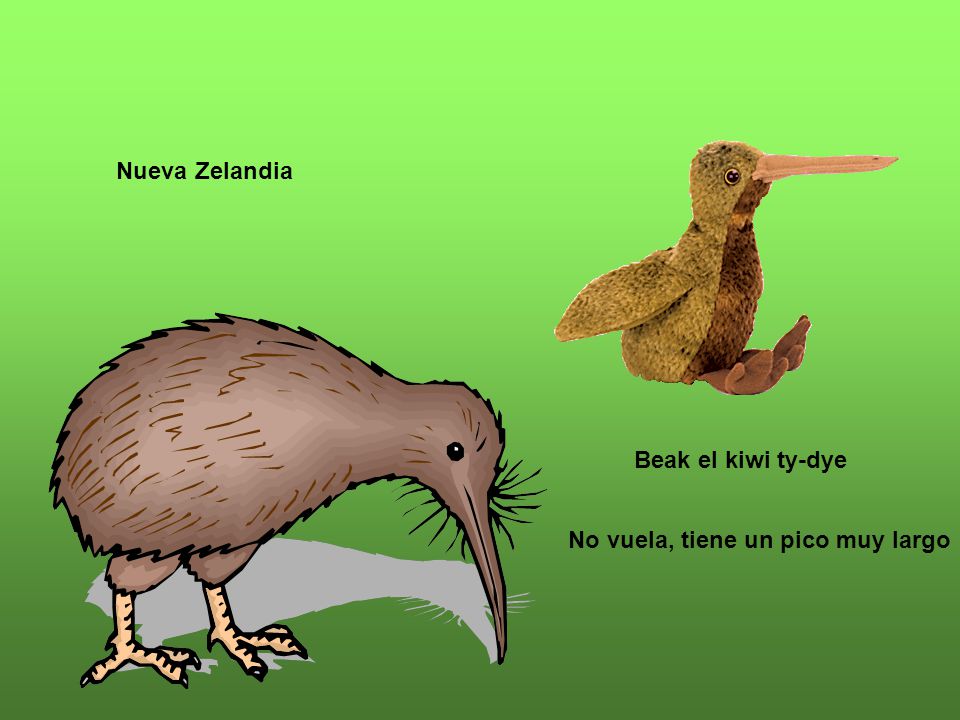Nueva Zelandia Beak el kiwi ty-dye No vuela, tiene un pico muy largo