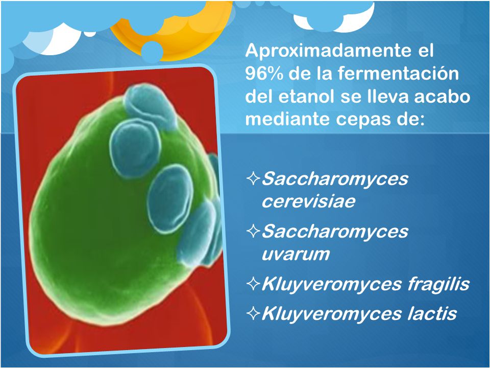 Aproximadamente el 96% de la fermentación del etanol se lleva acabo mediante cepas de: